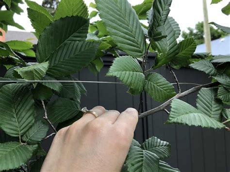 Pleached hornbeam 🌳 🌿 Create structure and elegance in your garden