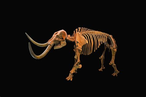 Climate Change Drove the American Mastodon to Extinction - SuccessDigest