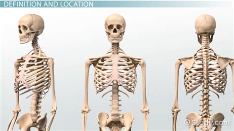 Bone Marrow: Anatomy & Types - Video & Lesson Transcript | Study.com