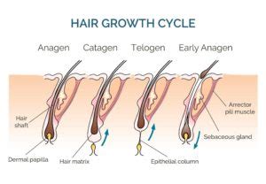 Hair Growth and the Hair Growth Cycle in Toronto, ON