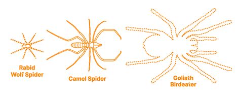 Camel Spider Size Comparison