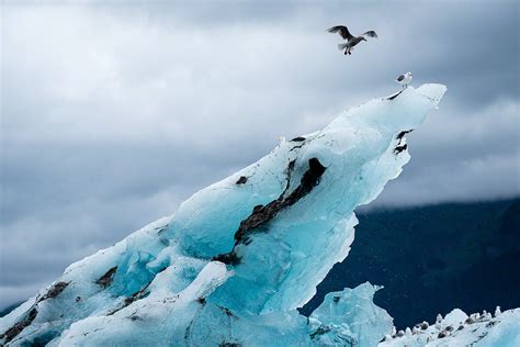 VacationTravelAdventure: Icebergs and Glaciers, Alaskan Vacation: July ...