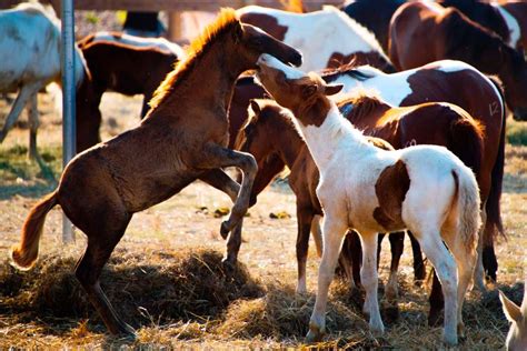 What are Virginia’s official state animals? | WRIC ABC 8News