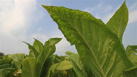 Tobacco Leaves And Tobacco Leaf Stock Footage Video | Shutterstock