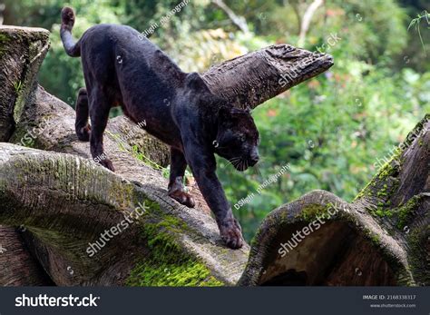 5,472 Black Panther Hunting Images, Stock Photos & Vectors | Shutterstock