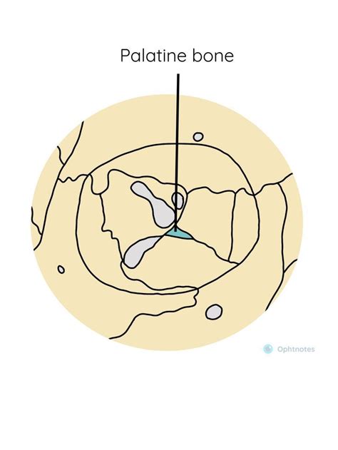 Palatine Bone Diagram