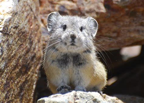 Celebrating 150 Years of Yosemite and Its Remarkable Wildlife ...