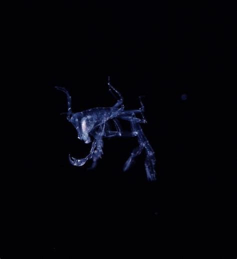 Barrel Amphipod (Phronima Sedentaria) - ZooChat