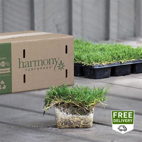 64-sq ft Centipede Sod Plug at Lowes.com