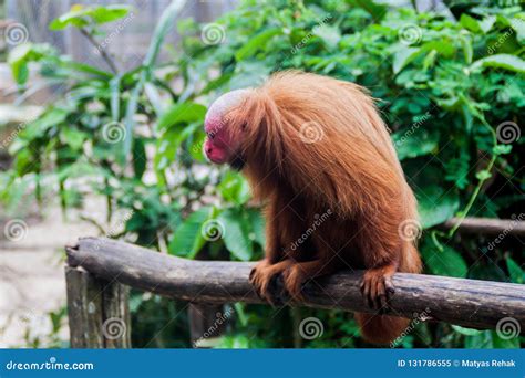 The bald uakari monkey stock image. Image of monkey - 131786555