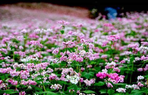 Tam Giac Mach (Buckwheat) Flower Season in Ha Giang?