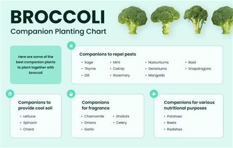 10+ Best Broccoli Companion Plants & Companions to Avoid (Full Guide)