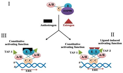 The model for the mechanism of action of estrogen. An unoccupied... | Download Scientific Diagram