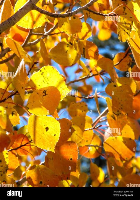 Golden illumenated Quaking Aspen, Populus tremuloides, Leaves Stock Photo - Alamy