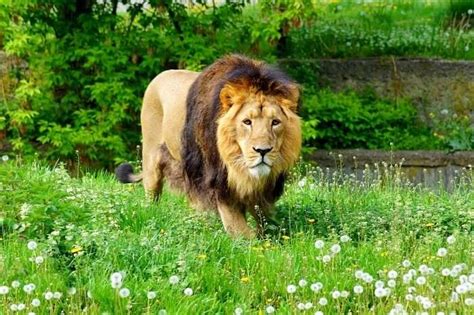 Gir National Park 2023 Guide: Get Info About Asiatic Lions' Kingdom