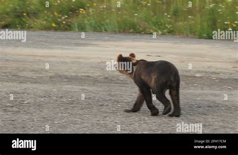 Kodiak bear habitat Stock Videos & Footage - HD and 4K Video Clips - Alamy