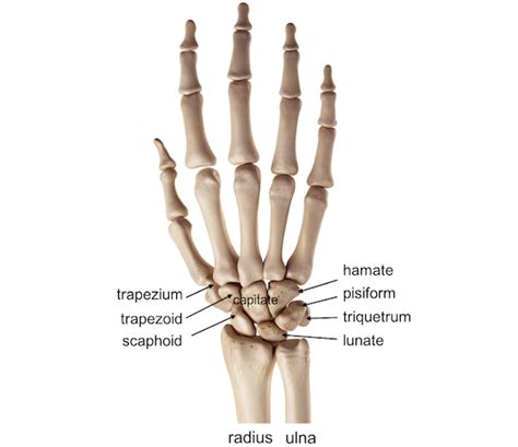 Carpal bone fractures