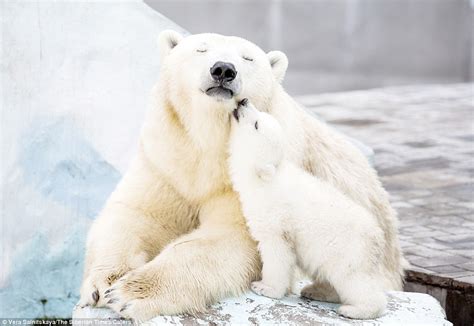 How Long Do Polar Bear Cubs Stay With Mom - Zara Anderea