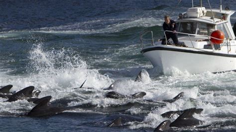 Faroe Islands: Anger over killing of 1,400 dolphins in one day - BBC News