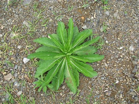 Verbascum virgatum plant7 | Introduced, warm season, biennia… | Flickr