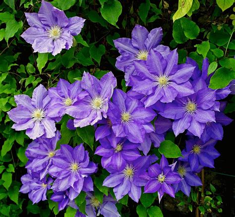 Clematis Blue Flowers - Free photo on Pixabay