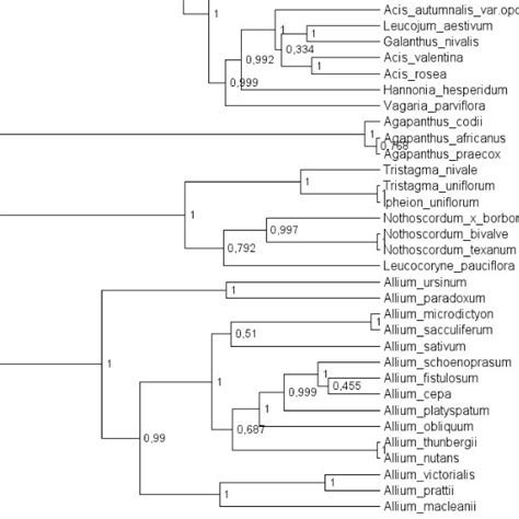 Amaryllidaceae family species and their respective characteristics... | Download Scientific Diagram