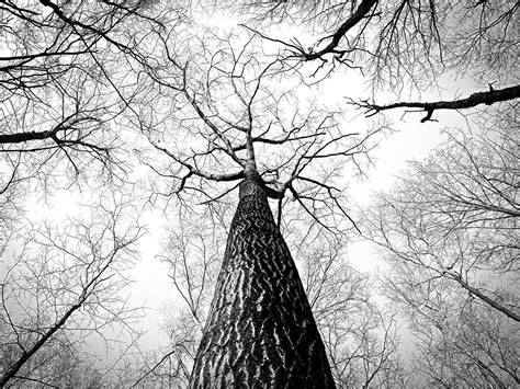 Cool Black and White Tree Wallpapers - Top Free Cool Black and White ...