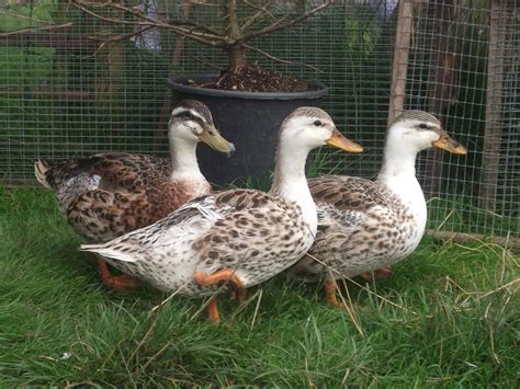 Silver Appleyard Duck - Google Search | Farmin' in 2018 | Pinterest | Duck pictures, Birds and ...