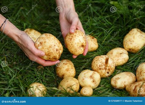 Potato harvesting stock image. Image of produce, harvest - 57558977