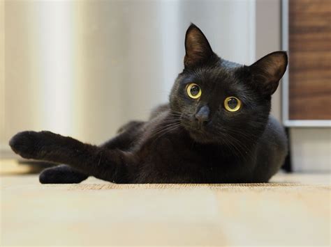 5 Fascinating Facts About Black Cats