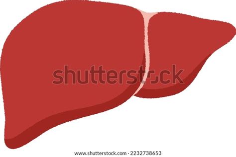 44 Largest Organ In Human Body Images, Stock Photos & Vectors ...