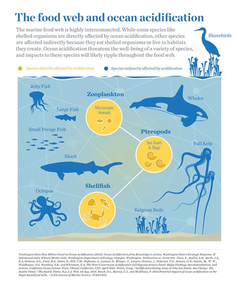 A Rippling Effect: Ocean Acidification & Food Webs — The Nature ...