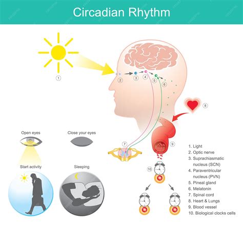 Why You Should Use Melatonin To Improve Your Sleep | Just Nutrients