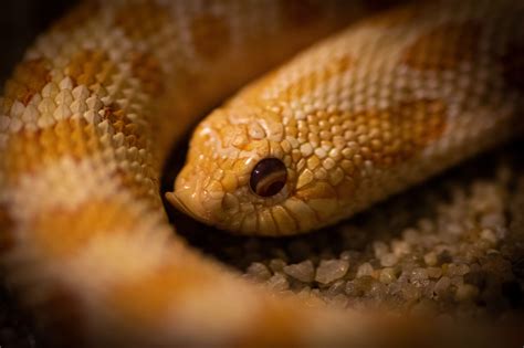 Are Hognose Snakes Venomous? – VenomFiles