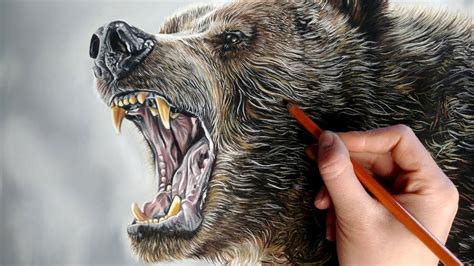 Angry Grizzly Bear Drawing | Images and Photos finder