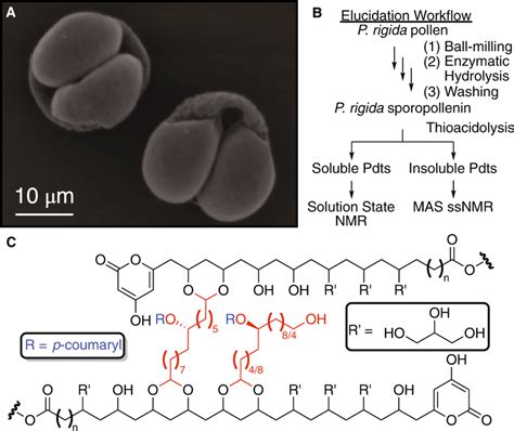 of the current structural model of pine sporopollenin A Electron ...