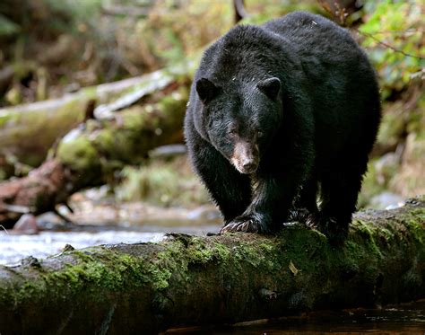 Great Bear Rainforest by Eric Sambol, Wildlife Photographer — Eric Sambol