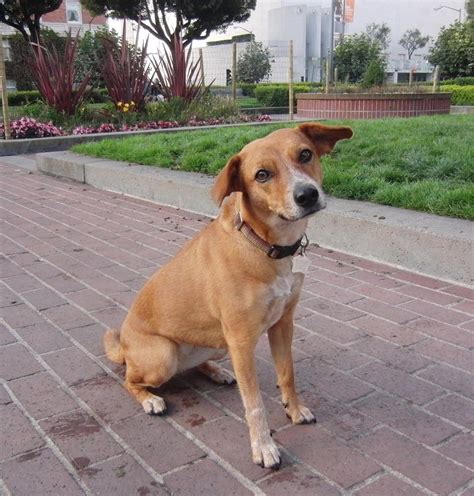 Beagle German Shepherd Mix Size | Dog Breed Information