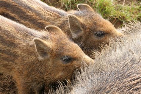 Wild boar piglets stock image. Image of boar, farm, feeding - 3281943