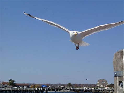 Eye of The Seagull Photograph by Robert Nickologianis - Pixels