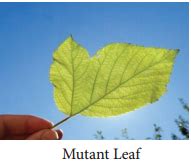 Mutation – Types, Mutagenic Agents and Their Significance