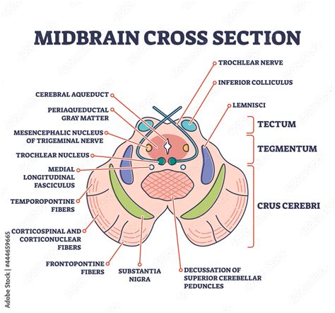 Midbrain cross section with labeled brain structure parts outline ...