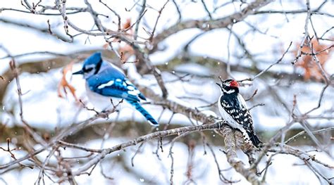 Blue Woodpecker Bird