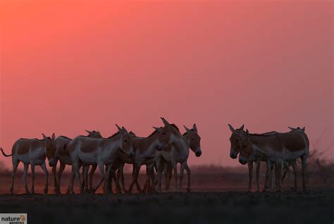 Rann of Kutch Wildlife Photography Tour | Indian National Parks ...