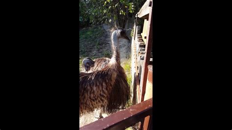 Emu eating my hand - YouTube