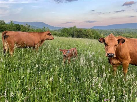 American Tarentaise Cattle - Countryside