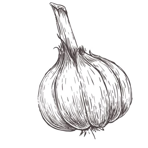 Garlic Drawing at GetDrawings | Free download