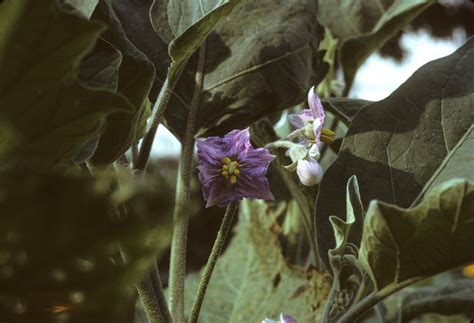 Solanum melongena (Solanaceae) image 2500 at PhytoImages.siu.edu