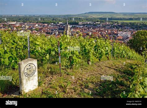 France, Marne, Ay, Marne Valley, border bounding plot of land in a ...