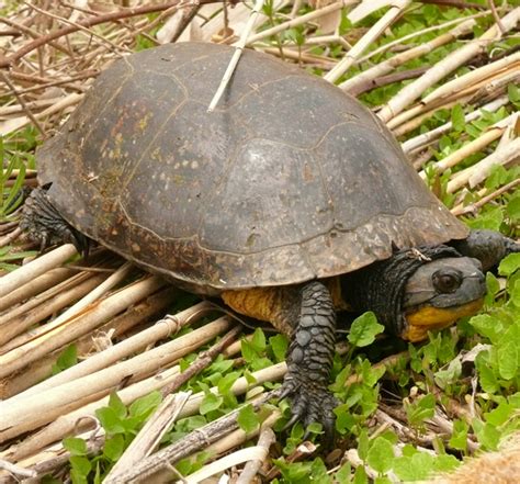 Blanding's Turtle - Wildlife Preservation Canada